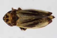 Verdanus quadricornis  Ribaut 1959 W1 2v