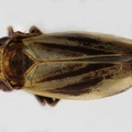 Verdanus quadricornis  Ribaut 1959 W1 2v