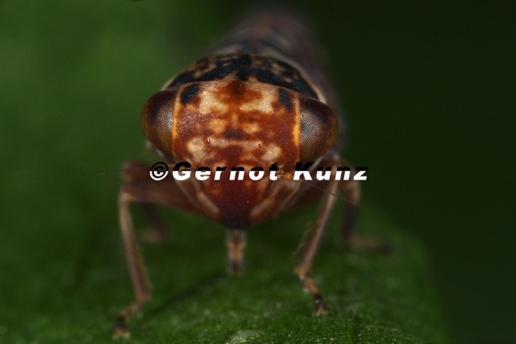 Balcanocerus larvatus  Gro  e Schlehen-Winkerzikade W7 2