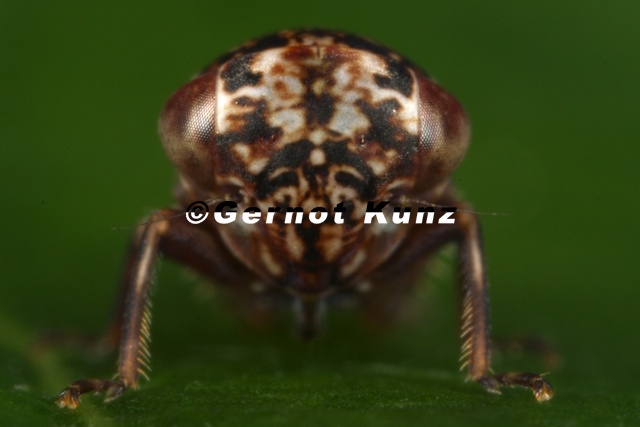 Balcanocerus_pruni__Kleine_Schlehen-Winkerzikade_W4_2.jpg