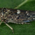 Acericerus heydenii  Bergahorn-Winkerzikade 5 2