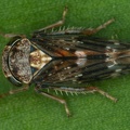 Acericerus ribauti  Ribaut-Winkerzikade M40 2