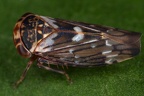 Balcanocerus larvatus  Gro  e Schlehen-Winkerzikade W3 2