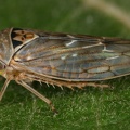 Idiocerus lituratus  Grauweiden-Winkerzikade W2 2