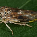 Idiocerus stigmaticalis  Flaumige Winkerzikade M4 2