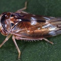 Metidiocerus elegans  Punktierte Winkerzikade W1 2
