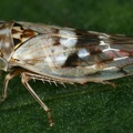 Metidiocerus impressifrons  Korbweiden-Winkerzikade  cf W4 2