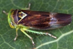 Populicerus laminatus  Gro  e Espenwinkerzikade M2 2v