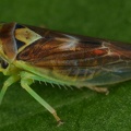 Populicerus populi  Echte Espen-Winkerzikade M13 2
