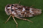 Idiocerinae (Winkerzikaden)