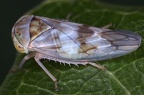 Tremulicerus distinguendus  Geb  nderte Winkerzikade W1 2