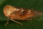 Tremulicerus fulgidus  Kupfer-Winkerzikde  W1 2