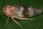 Tremulicerus tremulae  Kleine Espen-Winkerzikade M15 2