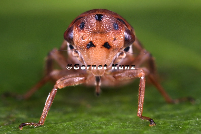 Macropsis_fragilicola__Bruchweiden_Maskenzikade_W4_2.jpg
