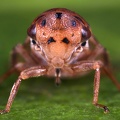 Macropsis fragilicola  Bruchweiden Maskenzikade W4 2