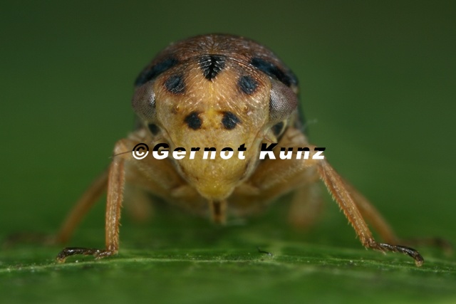 Macropsis_fuscinervis__Espen-askenzikade_M27_2.jpg