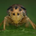 Macropsis fuscinervis  Espen-askenzikade M27 2