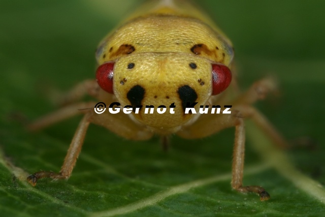 Oncopsis_carpini__Hainbuchen-Maskenzikade_W6_2.jpg