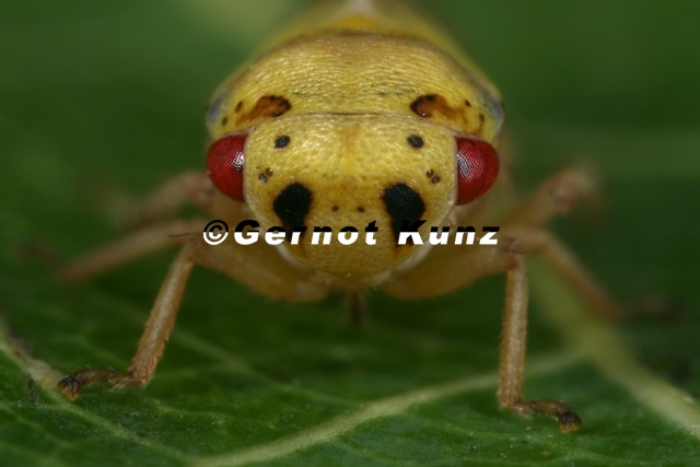 Oncopsis carpini  Hainbuchen-Maskenzikade W6 2