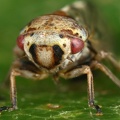 Oncopsis cf subangulata W5 2