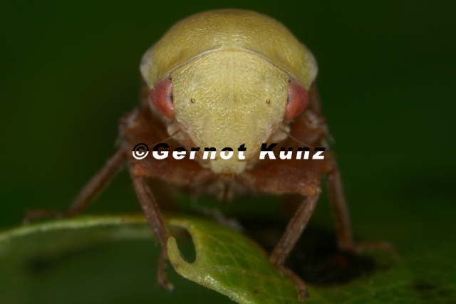 Pediopsis_tiliae__Linden-Maskenzikade_W12_2.jpg