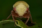 Pediopsis tiliae  Linden-Maskenzikade W12 2