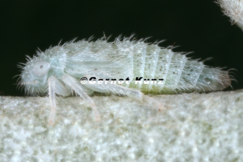 Macropsis_elaeagni____lweiden-Maskenzikade_L1_2.jpg