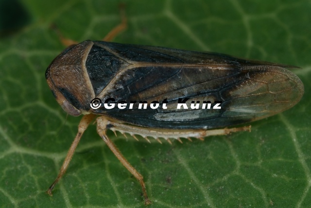 Macropsis_fuscinervis__Espen-askenzikade_M22_2.jpg