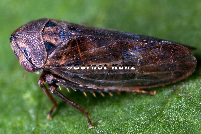 Macropsis impura  Kleine Maskenzikade M1 2