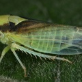 Macropsis infuscata  Salweiden-Maskenzikade W37 2