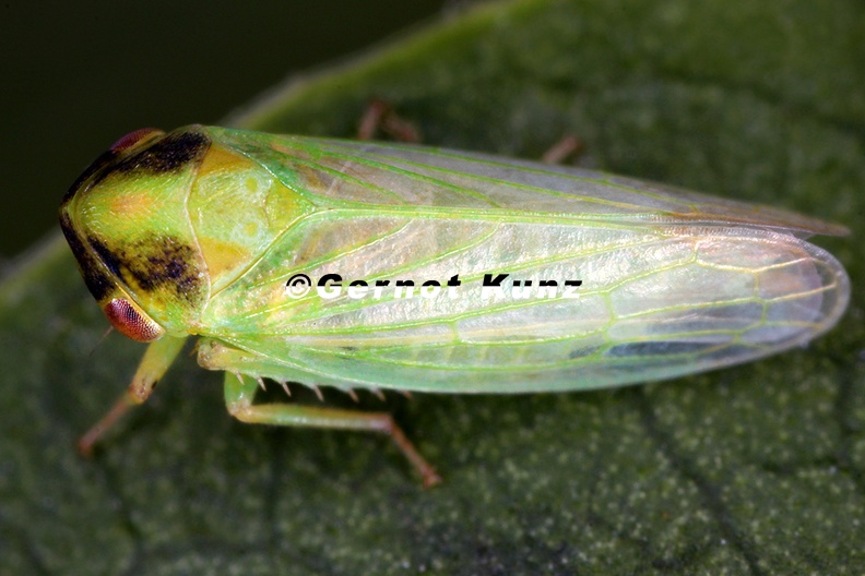 Macropsis marginata  Bunte Maskenzikade W2 2