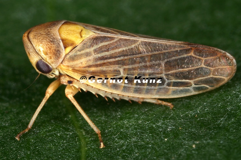 Macropsis najas W3 2