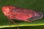 Macropsis najas  Rotbraune Maskenzikade W7 2
