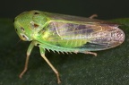 Macropsis notata  Dreipunkt-Maskenzikade M1 2