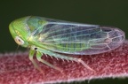 Macropsis prasina  Gr  ne Maskenzikade M1 2