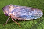 Macropsis remanei  Lavendelweiden-Maskenzikade M1 2