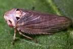 Macropsis remanei  Lavendelweiden-Maskenzikade W2 2