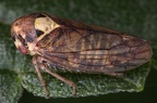 Macropsis scutellata  Nessel-Maskenzikade W2 2