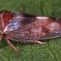 Oncopsis appendiculata  Haken-Maskenzikade W2 2