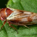Oncopsis avellanae  Hasel-Maskenzikade W4 2