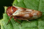 Oncopsis avellanae  Hasel-Maskenzikade W4 2
