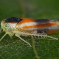 Alebra albostriella f  discicollis  Gro e Augen-Blattzikade W18 1
