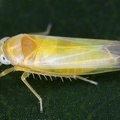 Alebra neglecta  Trug-Augenblattzikade M1 2