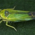 Alebra viridis  Gr  ne Augenblattzikade M4 2