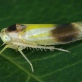 Alebra wahlbergi f  typica  Gemeine Augen-Blattzikade W4 1