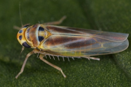 Arboridia pusilla  Storchschnabel-Blattzikade M2 2