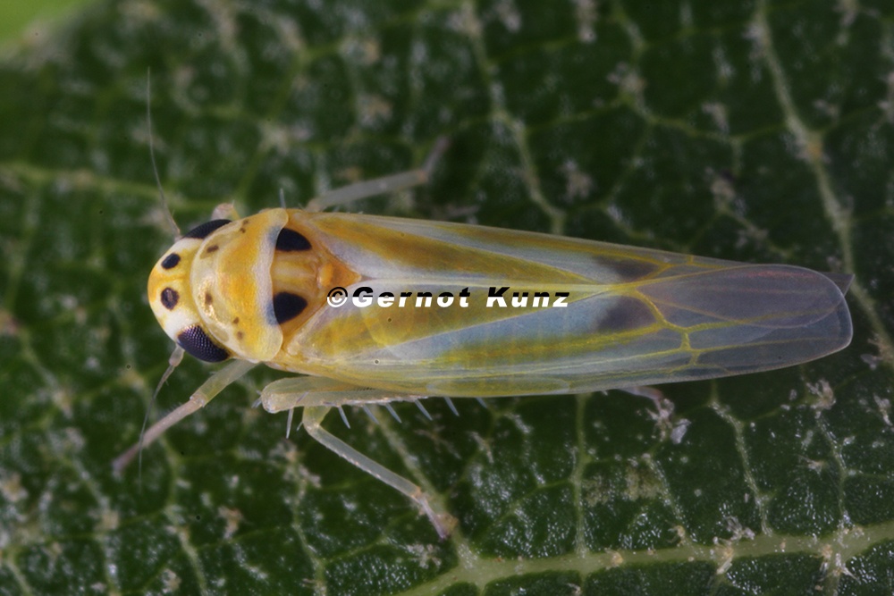 Arboridia spathulata  Spatelblattzikade M2 2