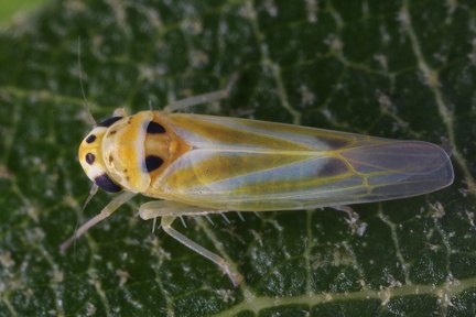 Arboridia spathulata  Spatelblattzikade M2 2