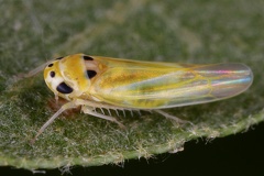 Arboridia spathulata  Spatelblattzikade W1 2