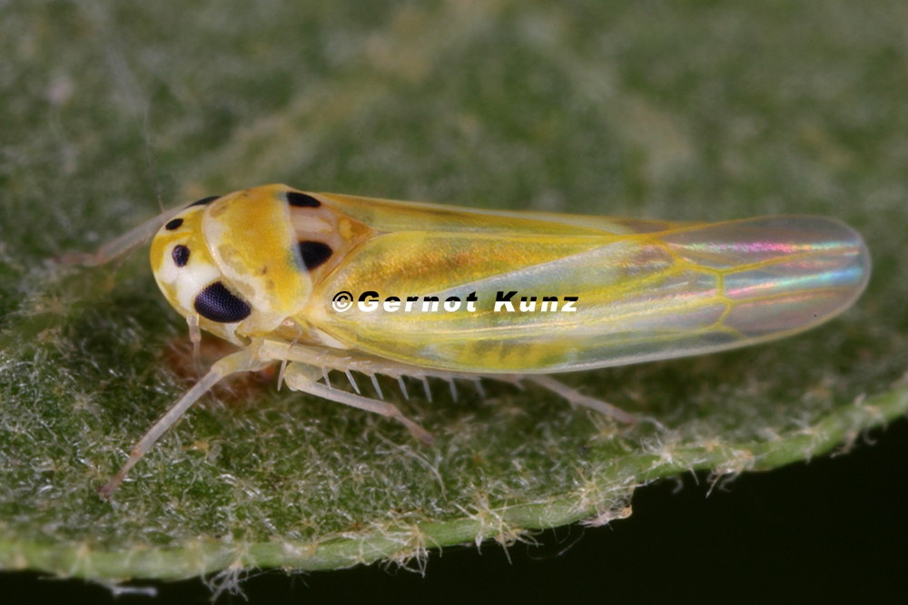 Arboridia spathulata  Spatelblattzikade W1 2